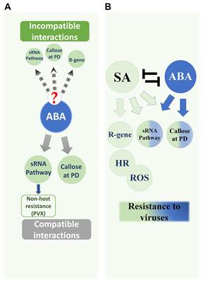 Antiviral Roles of Abscisic Acid in Plants